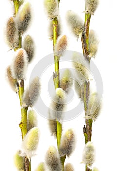 Willow flowers