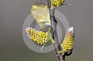 Willow flowers