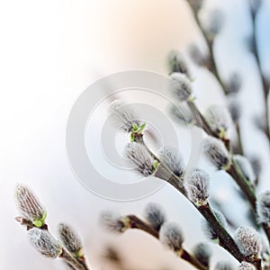 willow flowers in spring