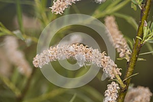 Willow flowers