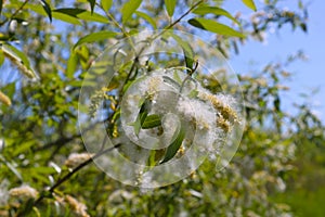 Willow fluff on branches. Fluffy poplar seeds. Selective soft focus. Strong allergen, health hazard concept