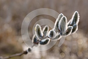 A willow with fluffy buds at beige close-up in spring