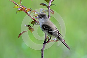 Willow Flycatcher