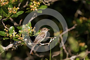 Willow Flycatcher  819776