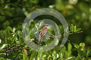 Willow Flycatcher  819777