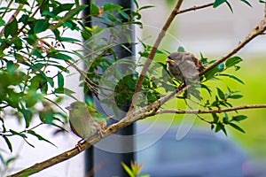Willow Flycatcher bird