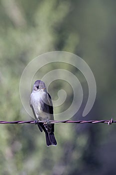 Willow Flycatcher, Empidonax traillii