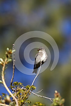 Willow Flycatcher, Empidonax traillii