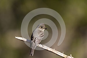 Willow Flycatcher, Empidonax traillii