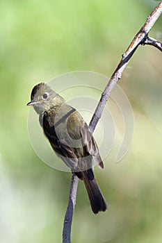 Willow Flycatcher, Empidonax traillii