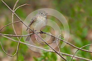 Traill's Flycatcher - Empidonax alnorum / traillii