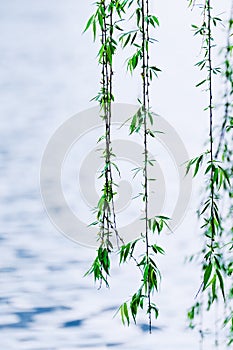 Willow foliage