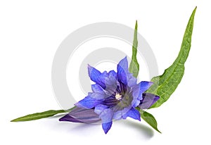 Willow gentian flower