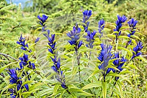 Willow gentian - Gentiana asclepiadea, Babia hora hill, Slovakia