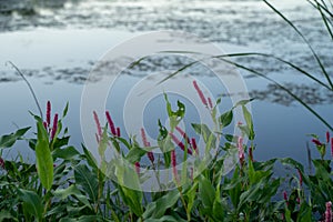 Willow grass persicaria amphibia growing in a shallow lake. Taken in rural Minnesota