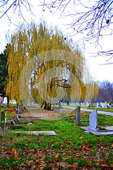 Willow in graveyard