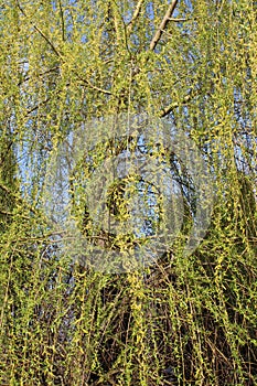 Willow with hanging branches, Salicaceae image.
