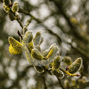A willow has started to bloom during early spring in MalmÃÂ¶, Sweden
