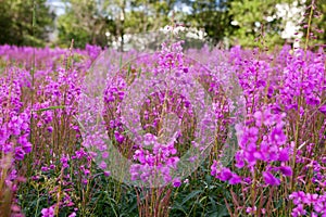 Willow herb, beautiful pink flowers in summer