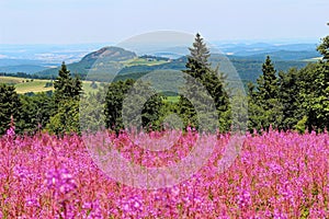 Rosebay Willowherb field in rolling hills landscape summer season nature photo