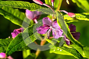 Willow-herb. Field flower.