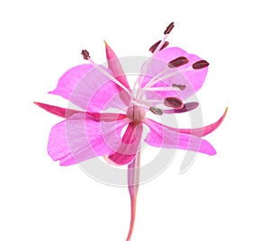 Willow Herb flower