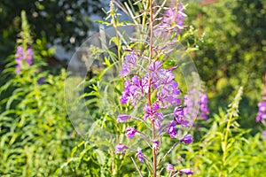 Willow herb flower, Ivan-tea, Kiprei tea, Epilobium angustifolium, blooming sally, growing plant in garden, willowherb photo