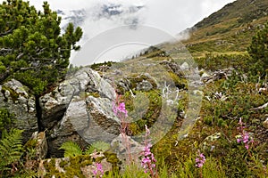 Willow-herb flowers in mountainous natural landscape