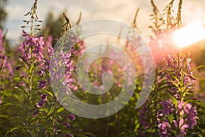 Willow herb Ivan tea in the warm summer light.