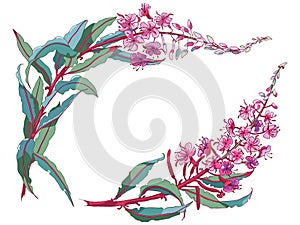 Willow-herb tea, ivan-tea Medicinal plant. Branch of fireweed flower on white background. photo