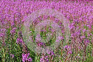 Willow-herb meadow in rose-purple bloom, colorful summer season nature