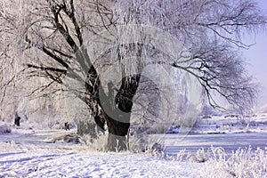 Willow in hoarfrost. Winter forest landscape in early winter morning- deciduous frosty grass under winter snowfall and warm sunlig