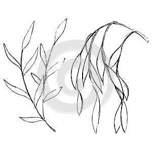 Willow ink sketches. Simple freehand leaves and branches drawings. Minimal nature artworks set. Vector monochrome elements.