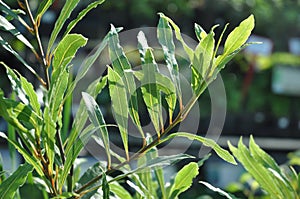 Willow Leaf Bay Laurel Laurus nobilis