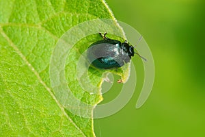 Willow Leaf Beetle - Plagiodera versicolora