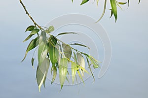 Willow leaf