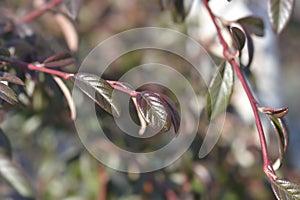 Willow-leaved cotoneaster