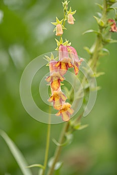 Willow-leaved foxglove Digitalis obscura, apricot flowering spike