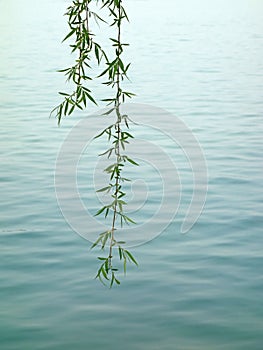 Willow leaves