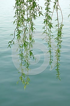 Willow leaves