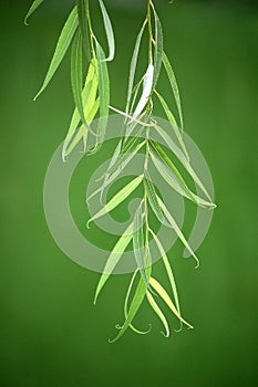 Willow leaves