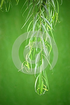Willow leaves