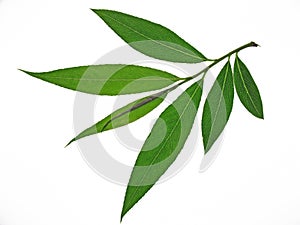 Willow leaves photo