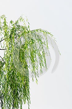 Willow leaves