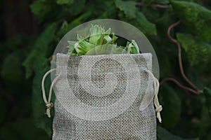 Willow leaves and willow nuts in a jutesack