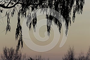 Willow leaves silhouette