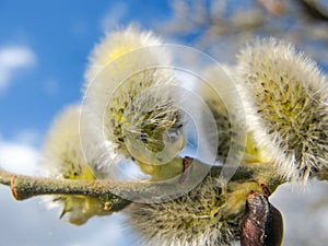 willow macro