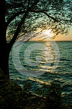 Willow near water in the evening