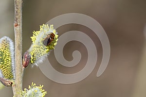 Willow ore hoverfly