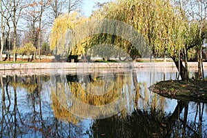 Willow over the lake autumn landscape